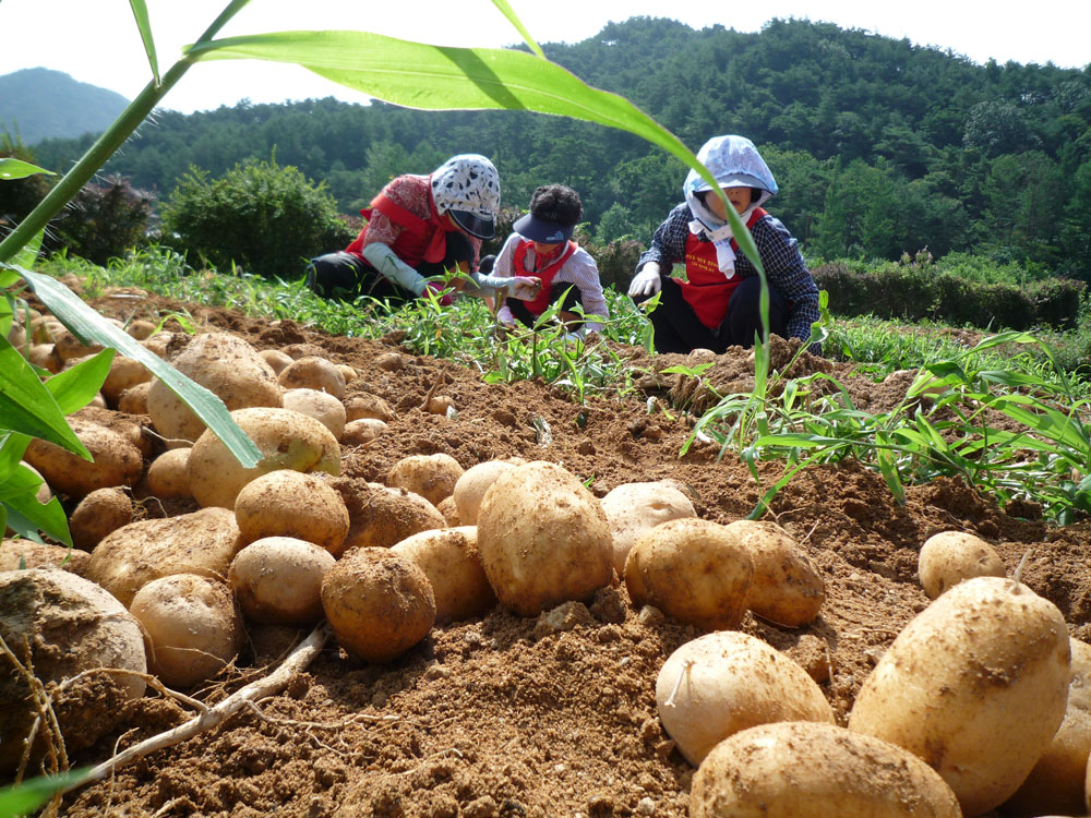 ���ڿ�º���2009