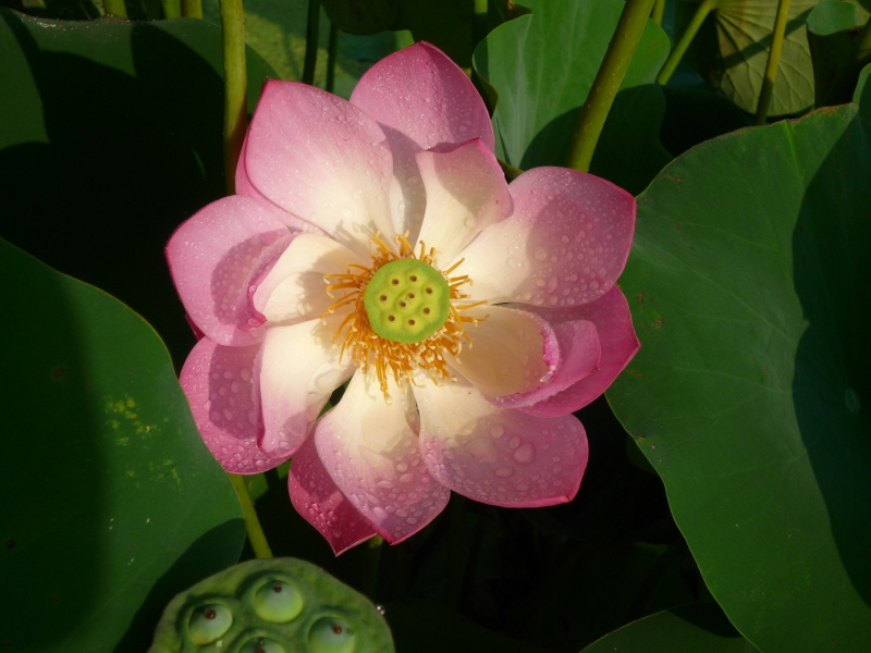 �뵵���� ����