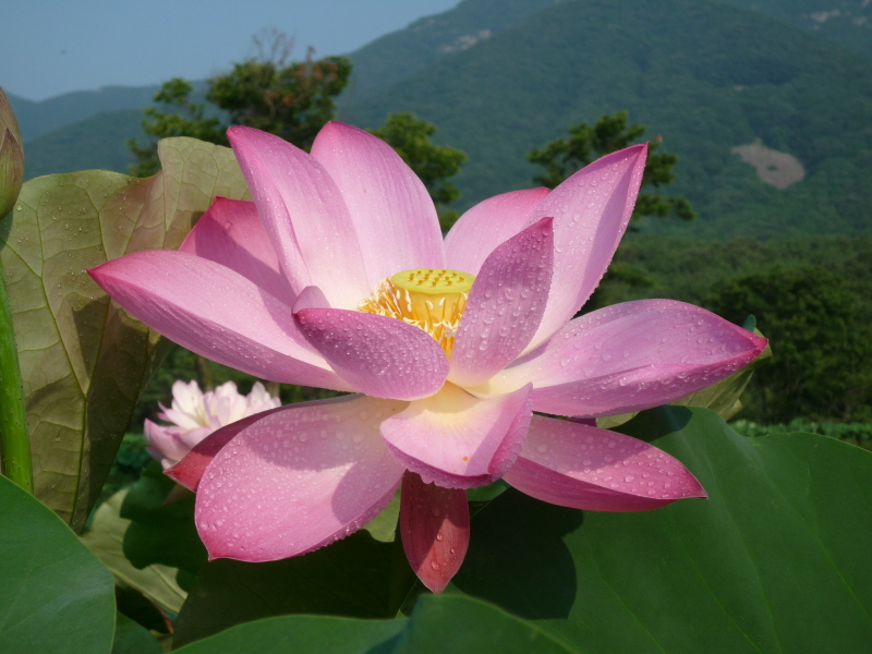 �뵵���� ����