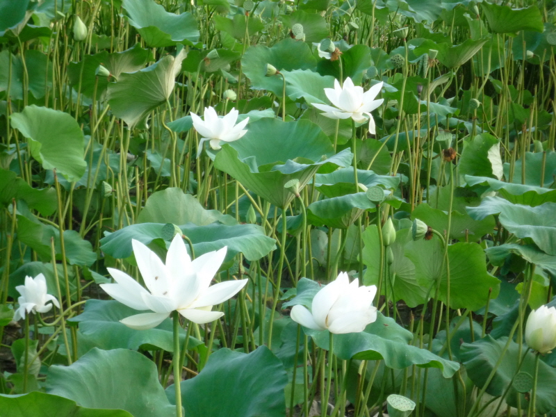 �뵵���� ����