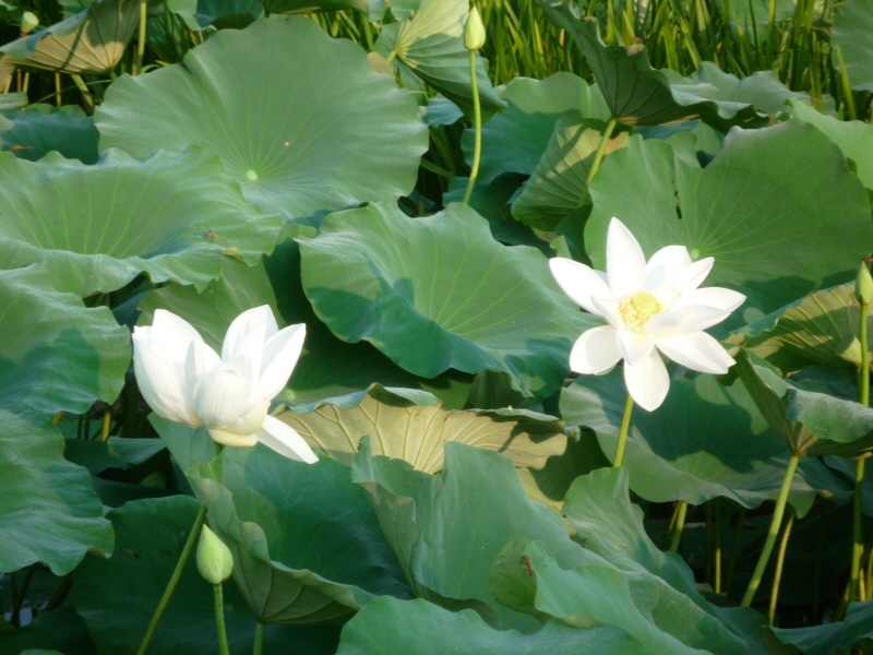 �뵵���� ����