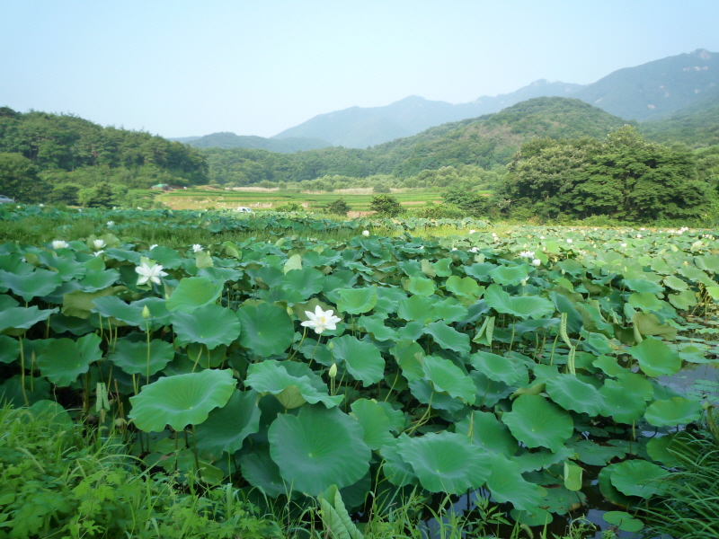 �뵵���� ����