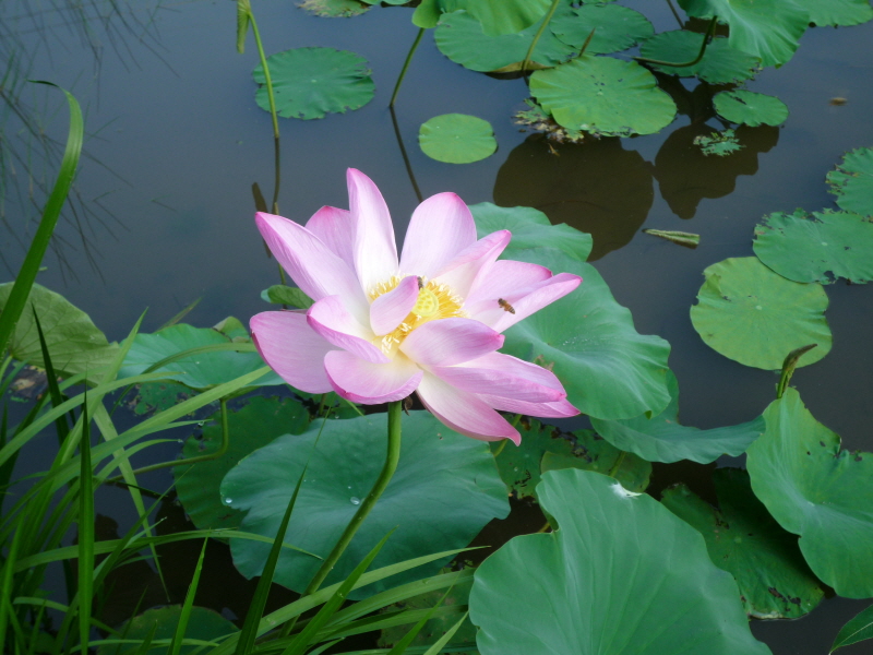 �뵵���� ����