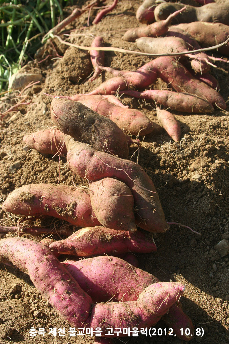 ��� ��õ �ұ����� ��������� 2012��