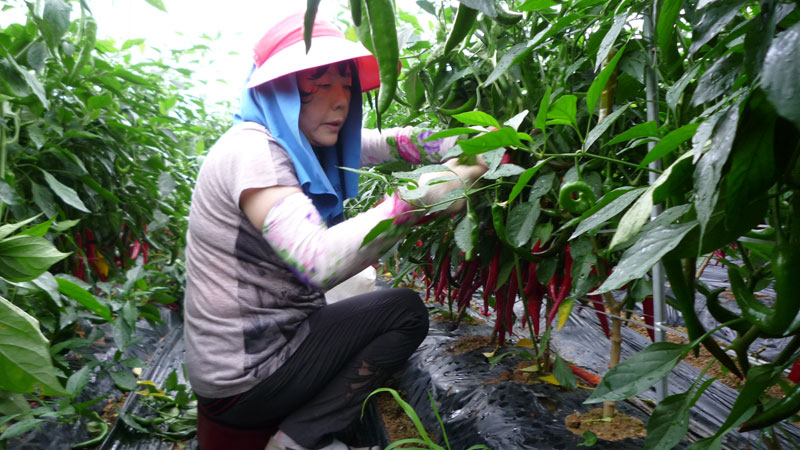 ���ߵ����� 2013��