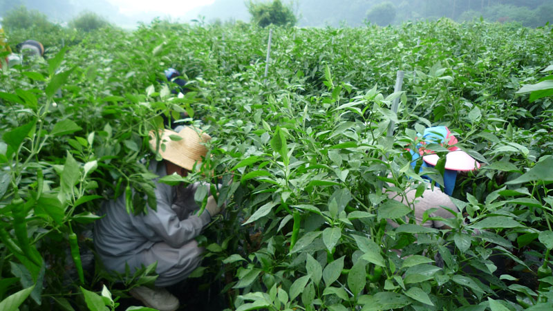 ���ߵ����� 2013��