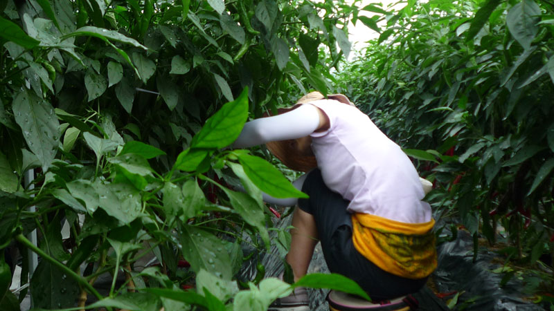 ���ߵ����� 2013��