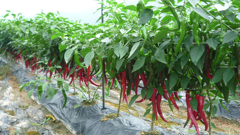 ���ߵ����� 2013��