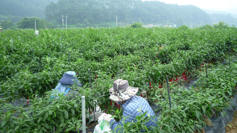 ���ߵ����� 2013��