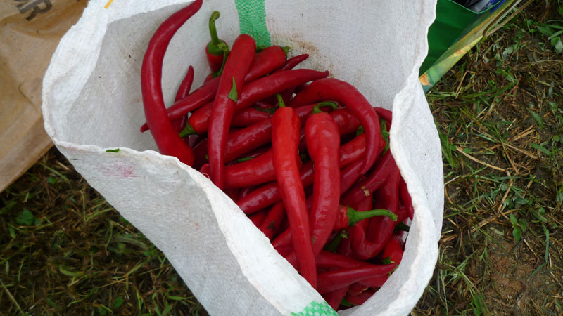 ���ߵ����� 2013��