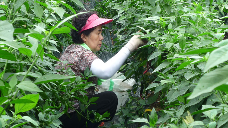 ���ߵ����� 2013��