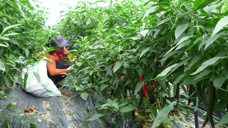 ���ߵ����� 2013��