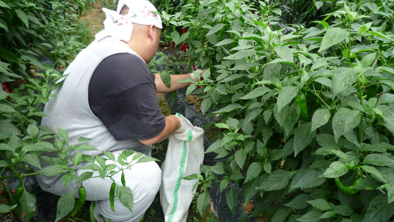 ���ߵ����� 2013��