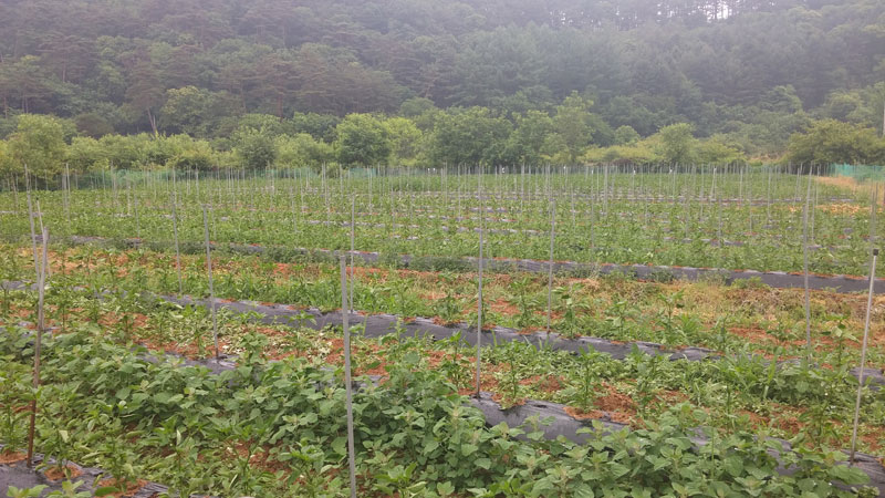 ���� �� ���� ��� 2015��