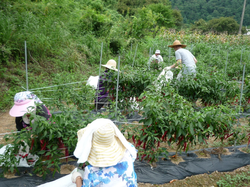 ��õ ��ó�� ���� ���� ��Ȯ ���(2015.8.17~18)