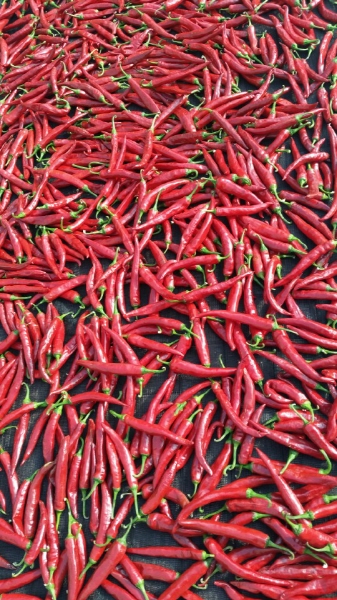 ��õ ��ó�� ���� ���� ��Ȯ ���(2015.8.17~18)