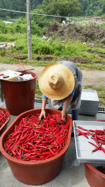 ��õ ��ó�� ���� ���� ��Ȯ ���(2015.8.17~18)