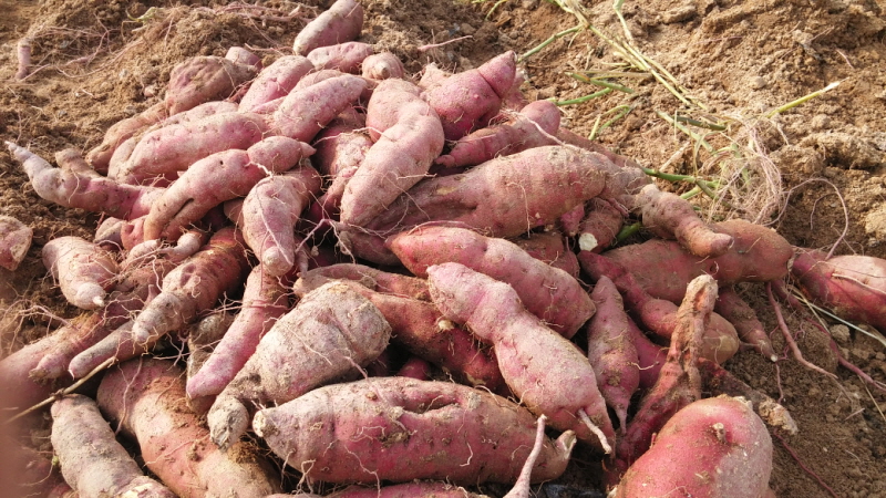 ��õ ��ó�Ը��� ������ ��Ȯ(2015.10.8)