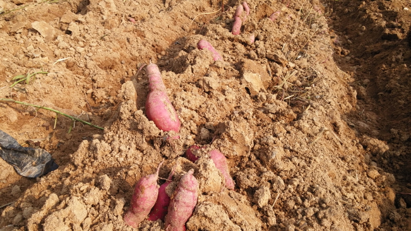 ��õ ��ó�Ը��� ������ ��Ȯ(2015.10.8)