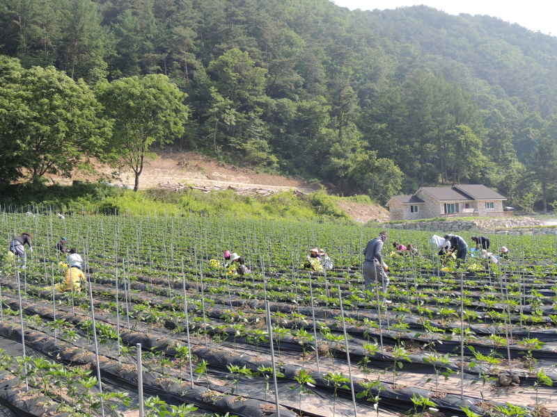 ������ ���� �ﷰ(2016�� 6�� 3��)