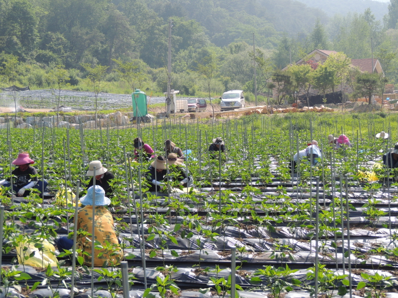 ������ ���� �ﷰ(2016�� 6�� 3��)