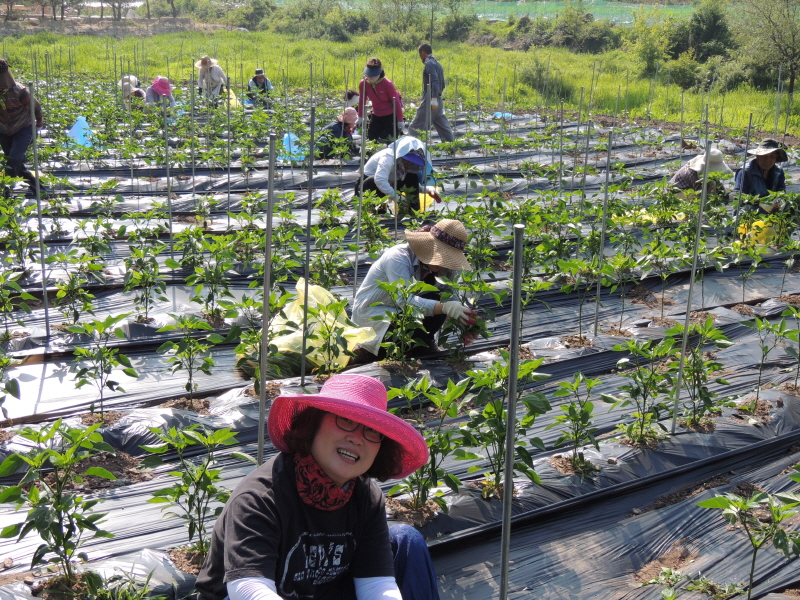 ������ ���� �ﷰ(2016�� 6�� 3��)