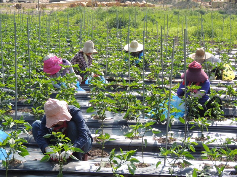 ������ ���� �ﷰ(2016�� 6�� 3��)