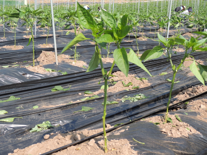 ������ ���� �ﷰ(2016�� 6�� 3��)