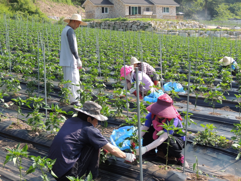 ������ ���� �ﷰ(2016�� 6�� 3��)