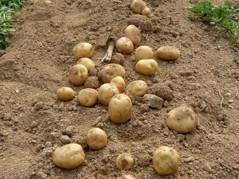 ��õ���ڿ�� 2016��