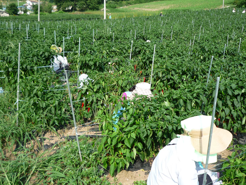 ��õ���߿�� 2016��