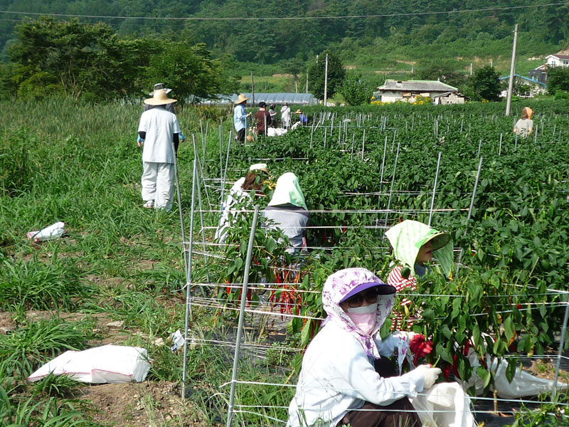 ��õ���߿�� 2016��