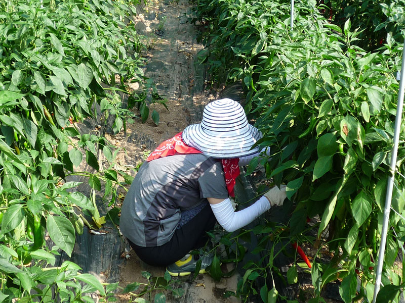 ��õ���߿�� 2016��