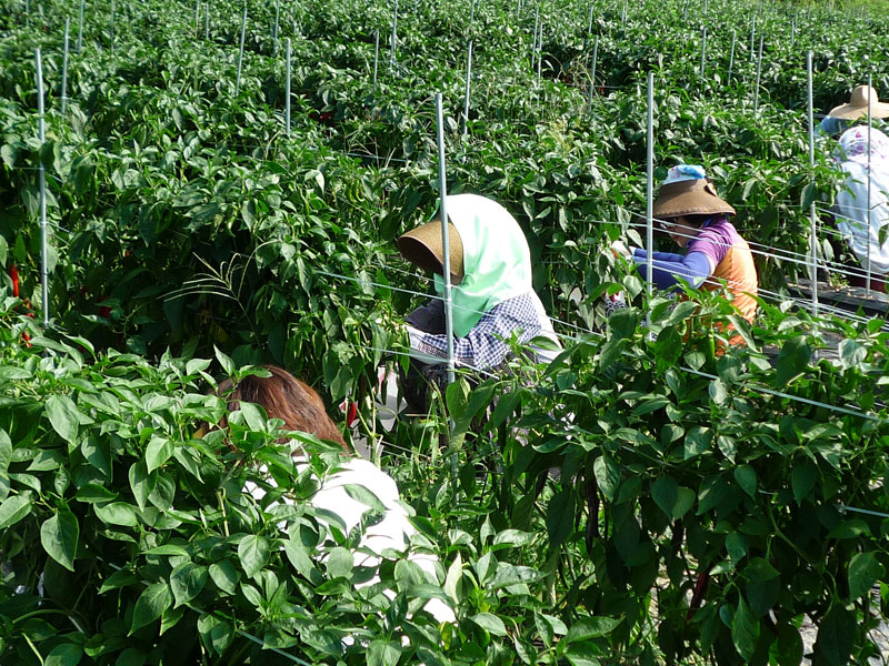 ��õ���߿�� 2016��