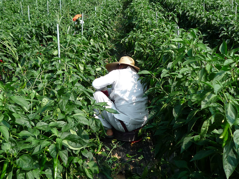 ��õ���߿�� 2016��