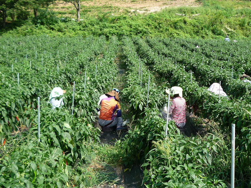 ��õ���߿�� 2016��