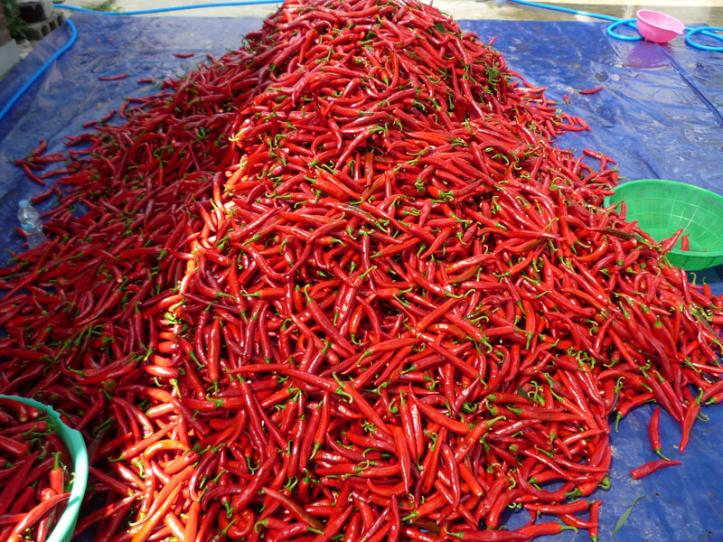 ��õ���߿�� 2016��