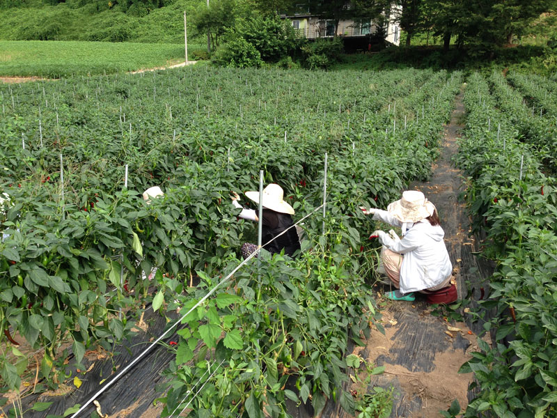 ��õ���߿�� �ι�° 2016��