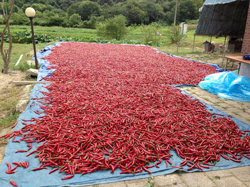 ��õ���߿�� �ι�° 2016��