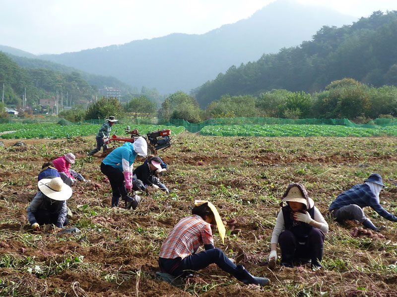 ��õ��������� 2016��