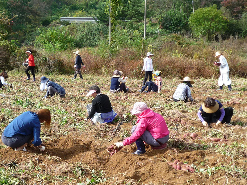 ��õ��������� 2016��