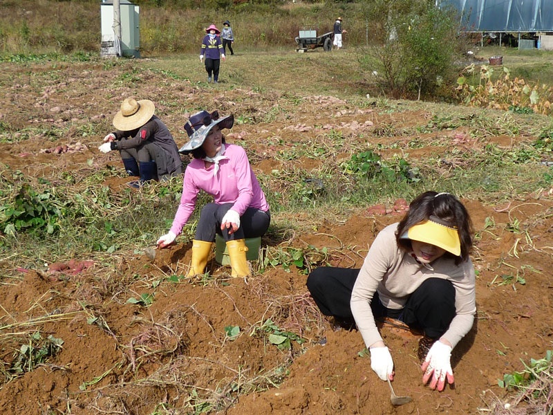 ��õ��������� 2016��