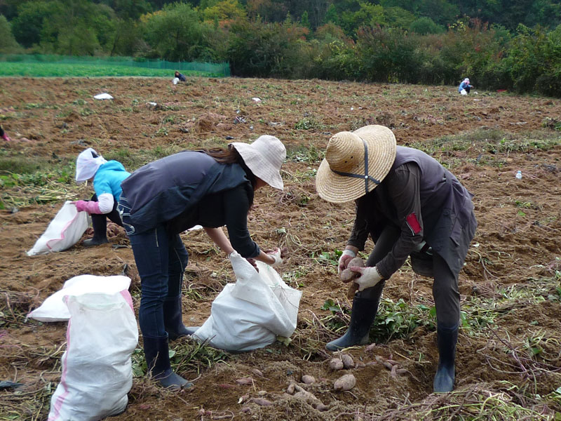 ��õ��������� 2016��