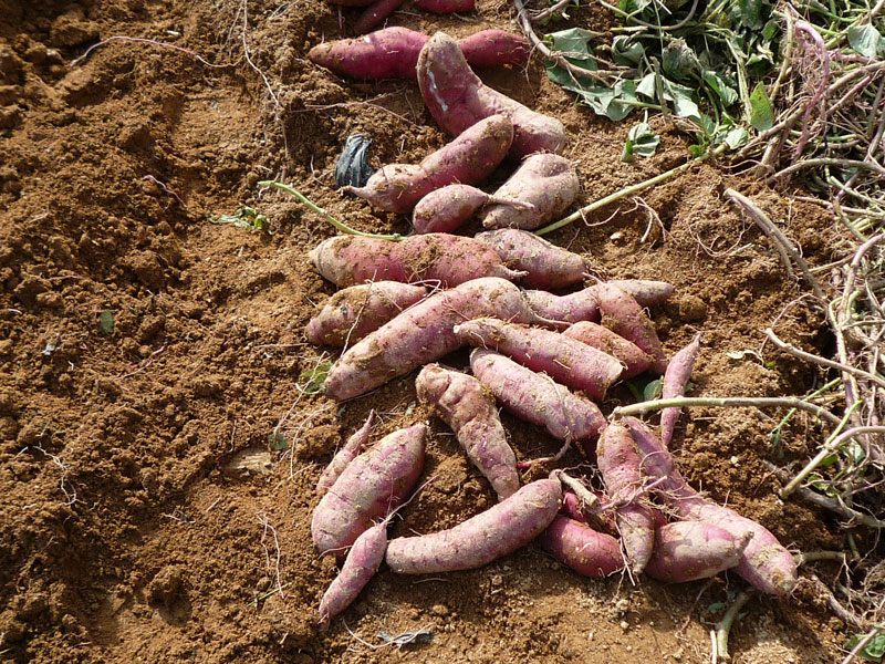 ��õ��������� 2016��