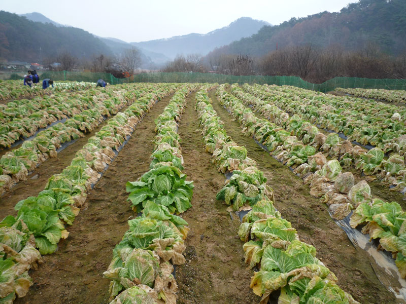 ��õ���߿�� 2016��