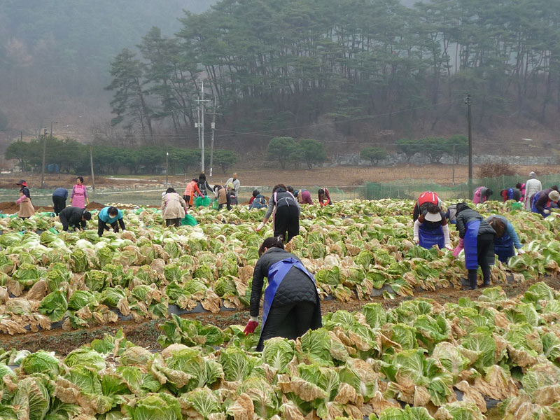 ��õ���߿�� 2016��