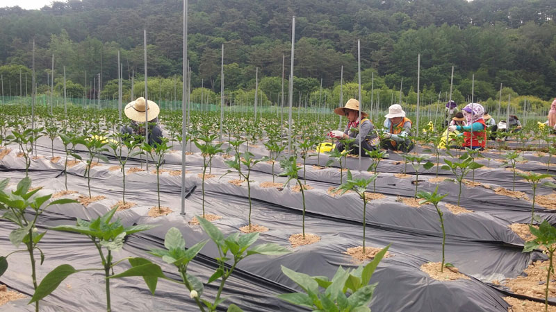 ��õ �����ٵ����� 2017��