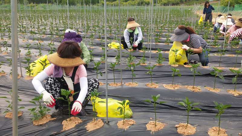 ��õ �����ٵ����� 2017��