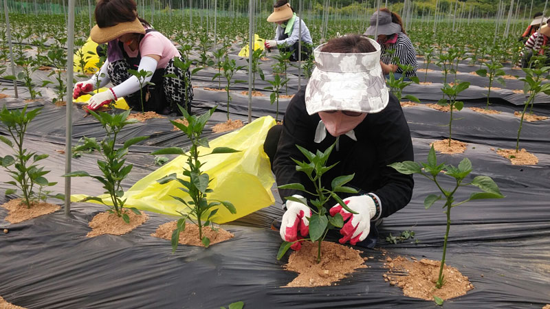 ��õ �����ٵ����� 2017��