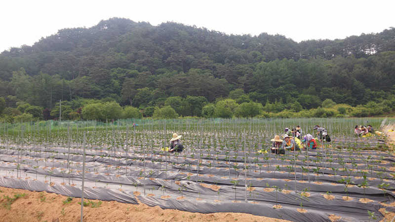 ��õ �����ٵ����� 2017��